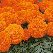 Бархатцы крупноцветковые Lady orange