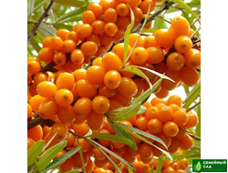 Облепиха "Великан"