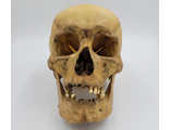 череп, человека, человеческий, скелет, зубы, кость, голова, skull, анатомия, кости, труп, черепушка