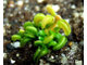 Dionaea muscipula Cudo