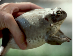 Колорадская жаба (Bufo alvarius)