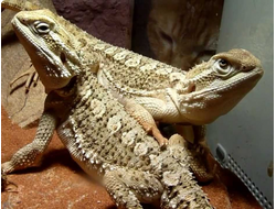 Агама Лавсона (Pogona  henrilawsoni)