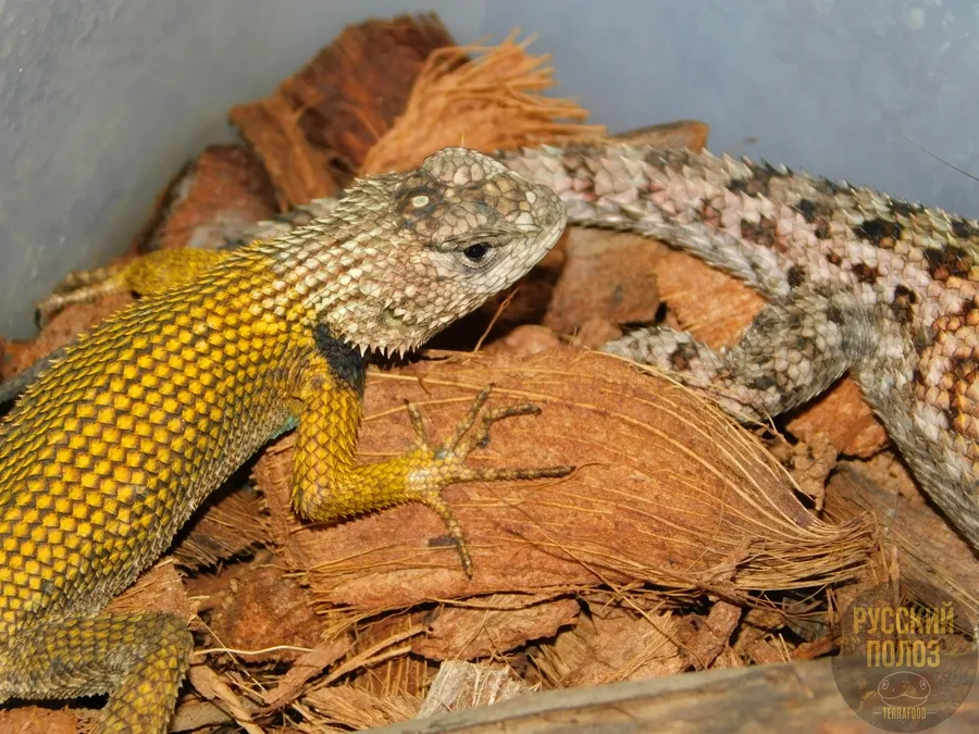Игуана заборная малахитовая, Sceloporus malachiticus