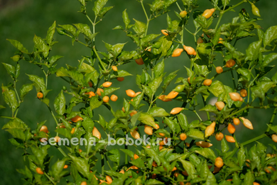 Перец острый Cabacinha Laranja, 10 шт