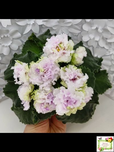 АВ-Свадебное Путешествие (Фиалковод) 2021 г. (лист посажен 03.11.25)