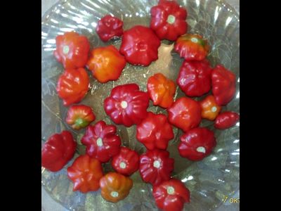 Перец острый Бразильская морская звезда (Red Brazilian Starfish)