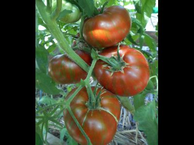 Томат Шоколадные полосы (Chocolate Stripes)