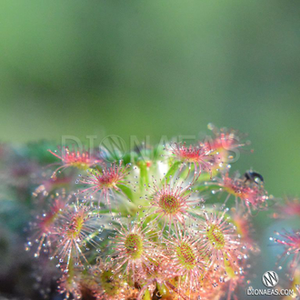 Геммы Drosera Roseana