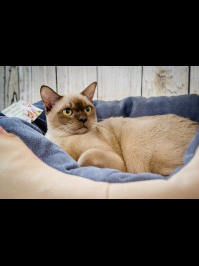 ДИВАН "ЛЮБИМЕЦ" 55х40x14 см