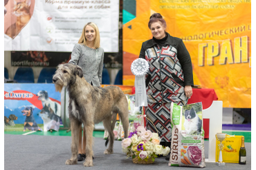 ЛУЧШИЙ ЮНИОР / BEST IN SHOW JUNIOR:   1 место ИРЛАНДСКИЙ ВОЛЬФХАУНД - SPRING CITY YUDGIN TEDI