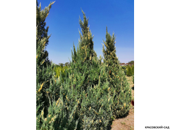 Можжевельник Вариегата - Variegata