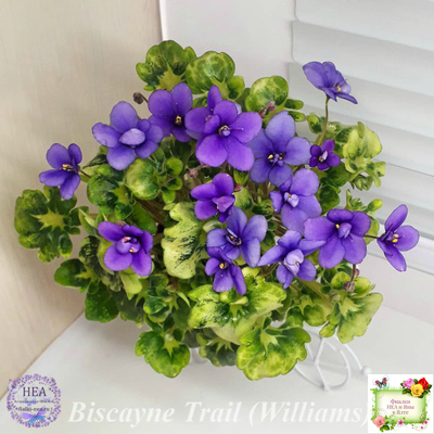 Biscayne Trail (S.Williams) трейлер