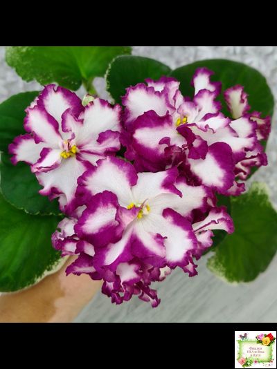 ВаТ-Волшебная Сказка (Т.Валькова) 2019 г.