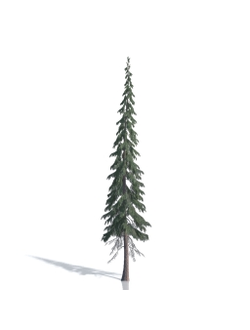 Billboards Ель летняя_07