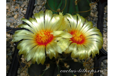 Astrophytum senile v.aureum