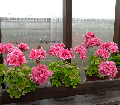 Пеларгония Ирида ЗА Арбузный Фреш