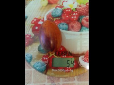 Томат Гном бой с тенью (Dwarf Shadow Boxing, США)