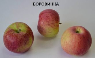 Боровинка. Осенний сорт