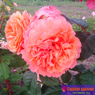 Этруска (Etrusca)