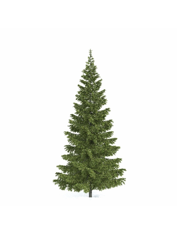 хвойные Ель 039