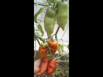 Томат Андине корну (Andine  Cornue)