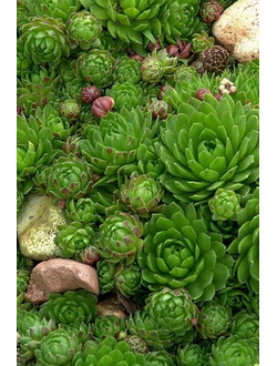 Молодило кровельное