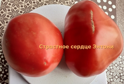 Томат Страстное сердце Энтони (Anthony's Passionate Heart)