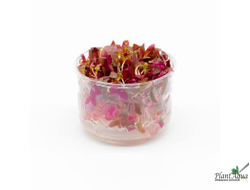 Альтернантера Розефолия (меристемная) Азия