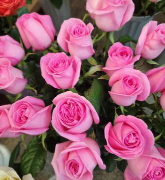 РОЗА РОССИЯ розовая