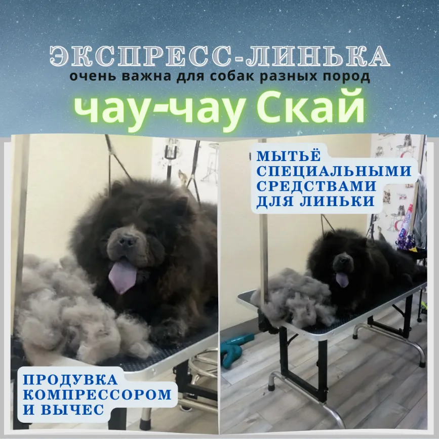 Чау-чау СКАЙ
