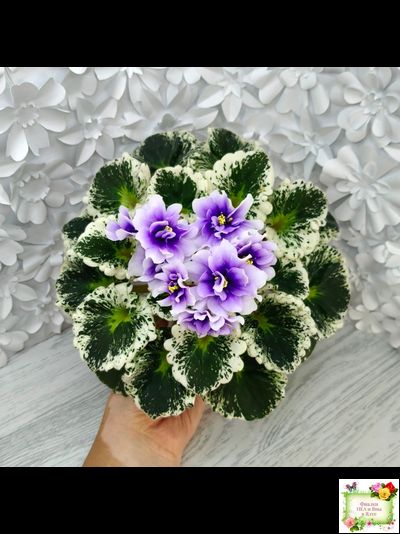 Р-Дурман (В. Зуб) 2020 г. (лист с детками укоренённый)