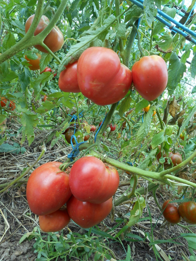 Томат Японка