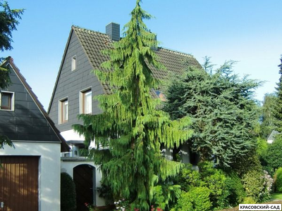 Кипарисовик Нутканский