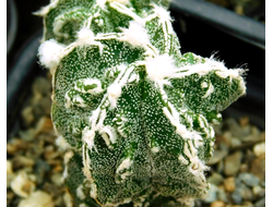 Astrophytum  (MY x ASRF) x MY HAKUJO FUKURYU RAMPO  (D=30-35 mm) 4