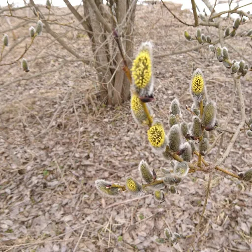 Свежая пыльца