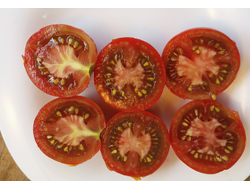 Томат Гном Бандаберг Рамболл (Dwarf Bundaberg Rumball)