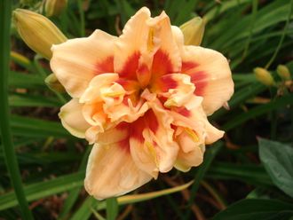 Лилейник Фоти Сэкенд Стрит ( Forty Second Street)