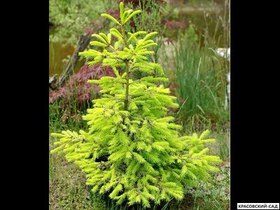 Ель колючая Биалобок - фото в ландшафте - красовский-сад.рф