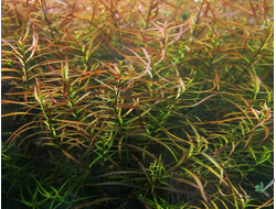 Людвигия узколистная болотная (пучок)