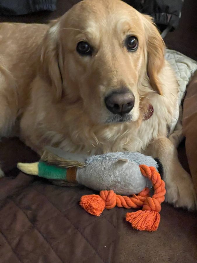 Веста / РУССКОЕ ЗОЛОТО ПАЛИТРА ВЕСНЫ / , 3 года