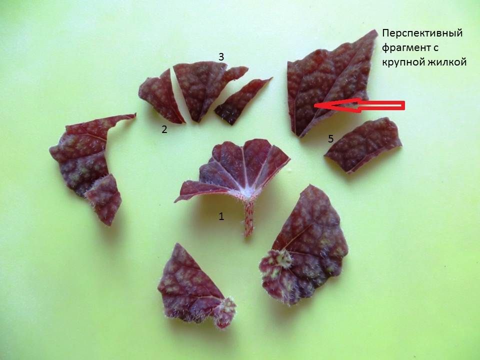 Фото укоренения крупного листа с разделением на фрагменты