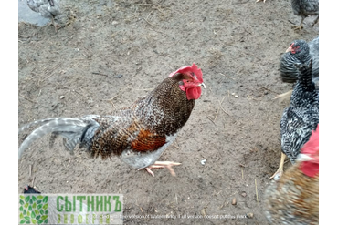 Натуральное зерновое кормление деревенских кур