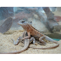 Игуана мадагаскарская (Chalarodon madagascariensis)