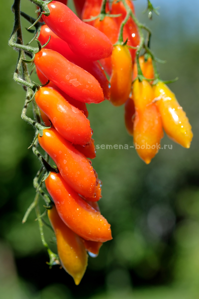 Томат Dulcita long (Сладкий Длинный), 5 шт