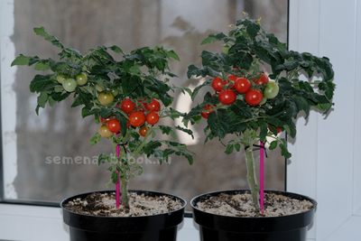 Томат  Red Robin (Ред Робин), 10 шт.