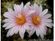 Turbinicarpus pseudomacrochele v.alenae Rog 199 - 10 семян