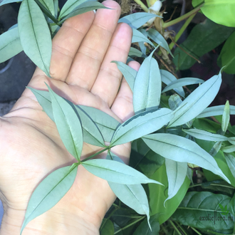 Алламанда карликовая (Allamanda sp.‘Silver leaf’ (yellow flower)