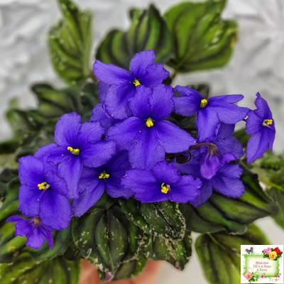 LV-БИГ (Л. Шевелева) 2024 г. трейлер (пасынок сорт посажен 15.08.25)