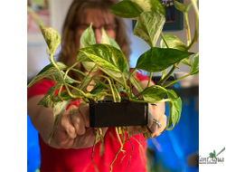 SwetAqua APH-S - Крепление для надводных растений