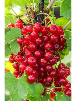 Смородина красная Джонкер ван Тетс (на штамбе)